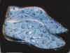SneakersBlueHighTops.jpg (25141 bytes)